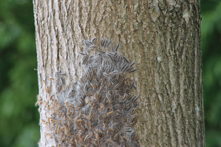 Oak processionary moth nest on a tree trunk