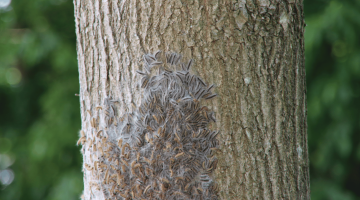 Oak processionary moth nest on a tree trunk